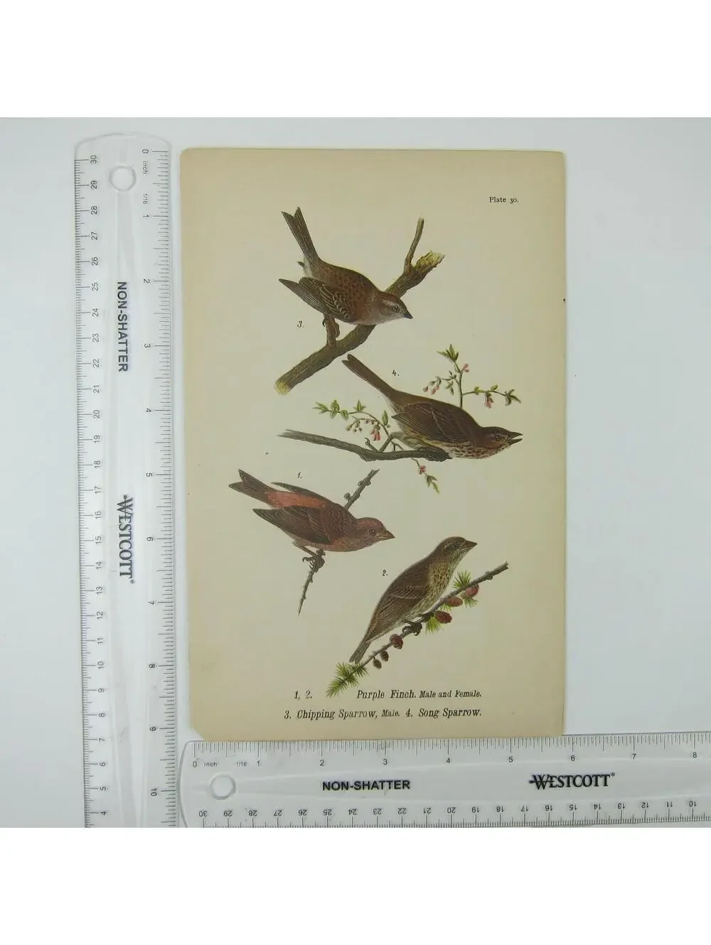 Bird Print After John James Audubon Purple Finch Chipping & Song Sparrow Antique